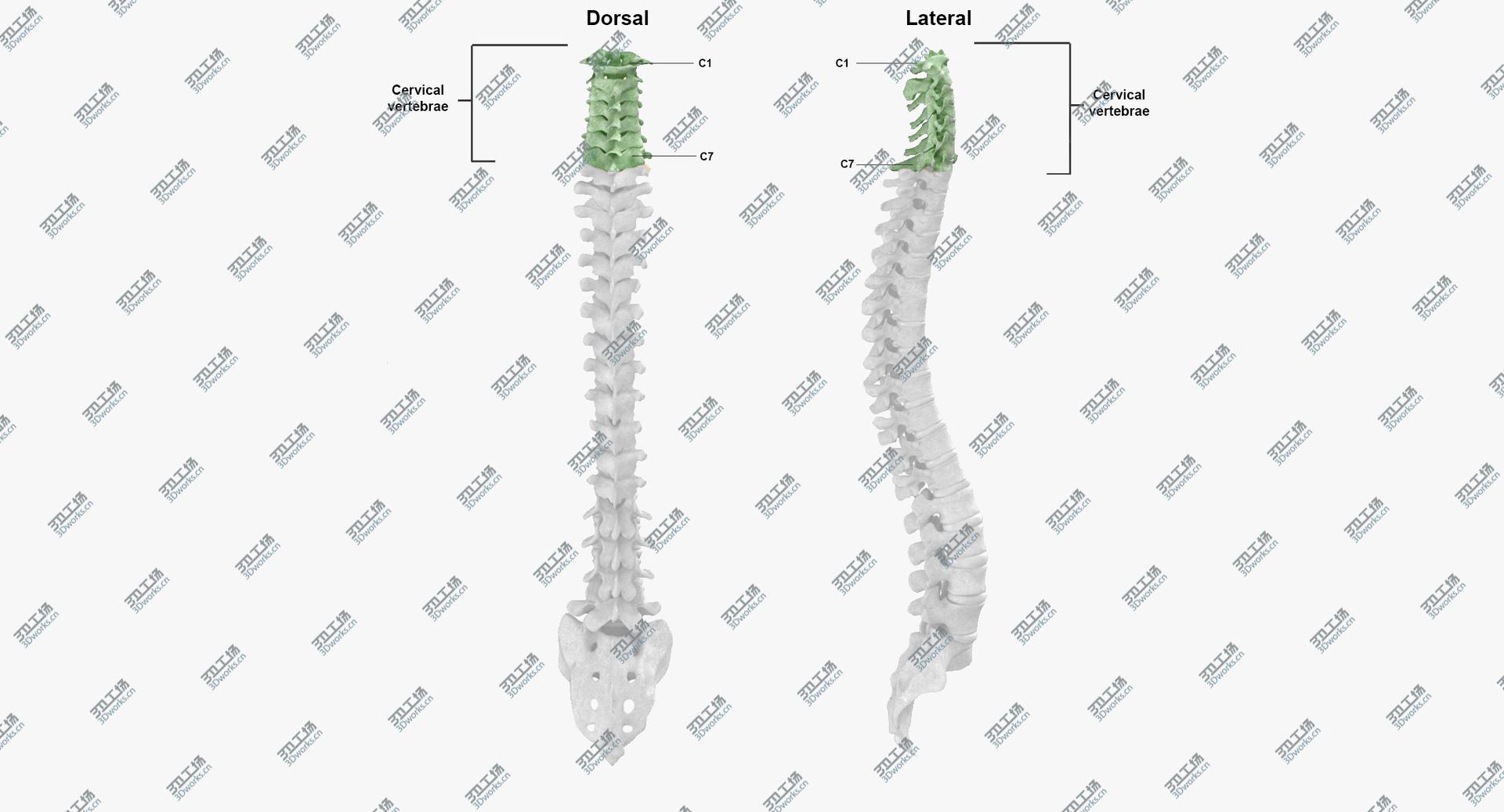 images/goods_img/2021040163/Real Human Neck Cervical Vertebrae C1 to C7 Bones With Intervertibral Disks 01 model/3.jpg
